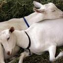 Emily Bly - @fleetgoat - Twitter