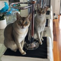 Candy & Sparky CatWorld(@CandySparky) 's Twitter Profile Photo