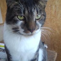 ミースケ (@wtlrrawabawm4pg) 's Twitter Profile