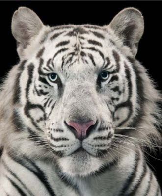 JUMBO099's profile picture. 