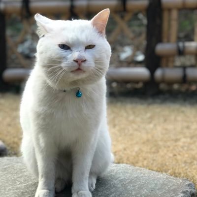 negapoji2's profile picture. 原材料:酒、猫(国産)、アイカツ！、音楽、ETV、サウナハマり中。 フジロック前夜祭込みで帰りはゆっくり温泉入ったりダラダラ過ごしたい(休みをください)