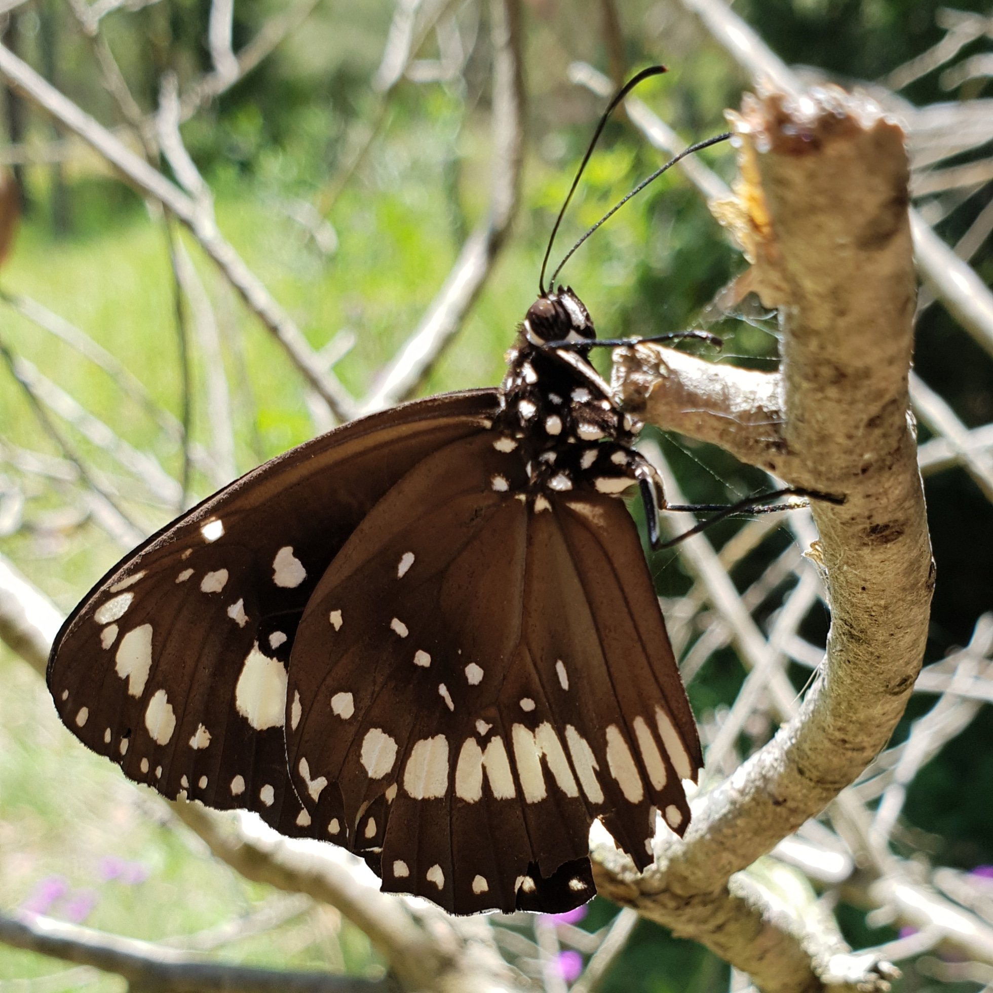 Classic_Langas's profile picture. Classic Langas.
Exmo.
Dog whisperer.
Beach lover.