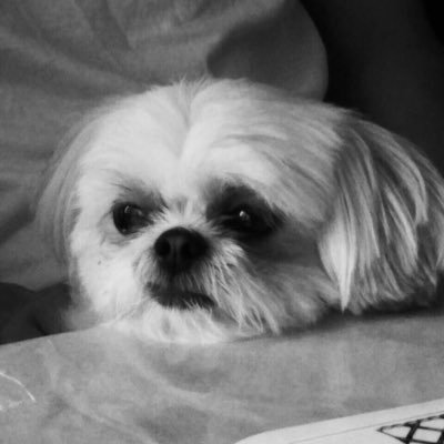 おしゃべり犬 Yasai 2157 Twitter