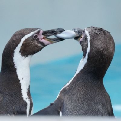 v0x0v86's profile picture. 