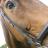 Bensonthehorse's profile image