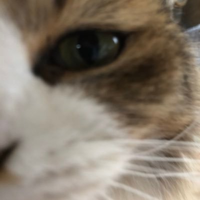 アシスさんのプロフィール画像