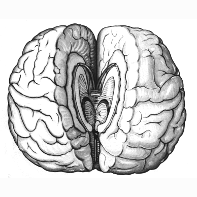 cognitivebiases's profile picture. A blog exploring human cognitive biases.