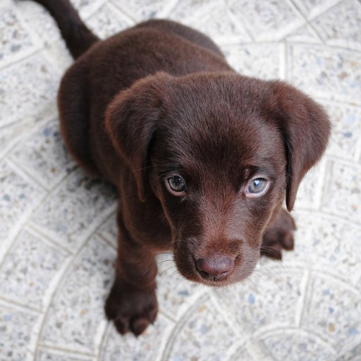 スウィーツ、犬、副業（バイナリーオプション他）に興味のある方とお友達になりたいです。よろしくお願いします😊