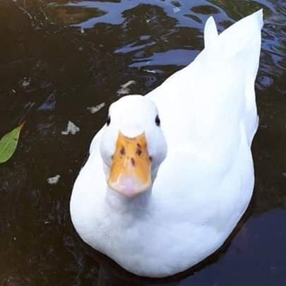 kokugotokyoiku's profile picture. 公立中学国語科7年目。国語科の方を中心にフォローしています。生徒会担当。
R7年度目標:生徒の前でイライラしない、人に不機嫌を気づかせない。