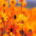 deja  king - @cutiedj2 - Twitter