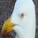 Nick Calvin-Thomas - @charleytango - Twitter