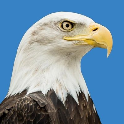 Sky81490321's profile picture. eagle Kingdom