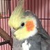 Bombi the Tiel 🦜 (@BombiTiel) Twitter profile photo