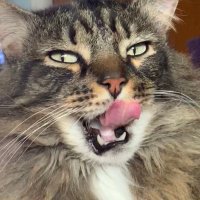 ༺☾Jesse Jazz☽༻ (@meankittyjesse) 's Twitter Profile