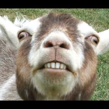 GoatMunch Profile Picture