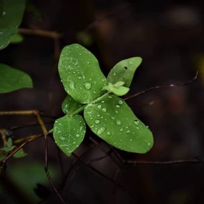 anagaforestal's profile picture. Conservando y protegiendo Anaga