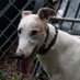 Sonnythegreyt (@sonnythegreyt) Twitter profile photo Sonnythegreyt (@sonnythegreyt) Twitter profile photo