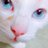 ネコココฅ^•ω•^ฅニャー(猫垢)のアイコン