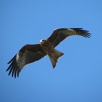 とんび (@igo_life) Twitter profile photo