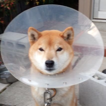 (古稀→)喜寿を過ぎた爺さんです。
家庭菜園、犬の散歩が中心の生活です。
#果樹(柿・イチジク・甘夏・ハッサク・柚子・
温州みかん・レモン・小みかん、#蟠桃、#ラズベリー)
#家庭菜園
#柴犬 #猫 #キジトラ #野鳥 #金魚 #庭