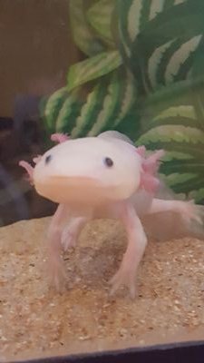 Axolotl Fish Axolotl Fish Twitter