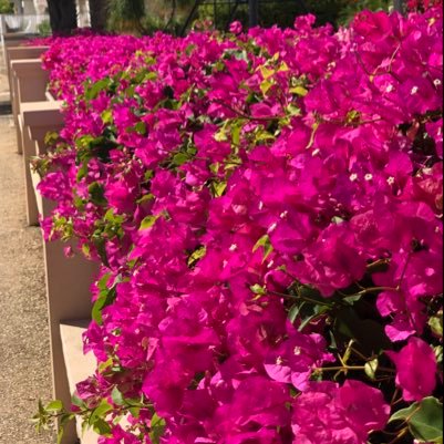 gweldalatham's profile picture. 