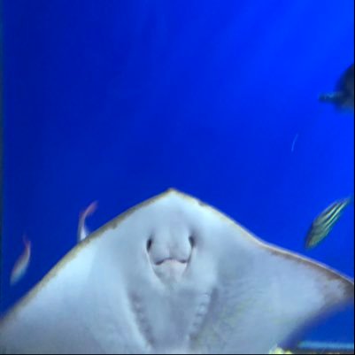 だるま。さんのプロフィール画像