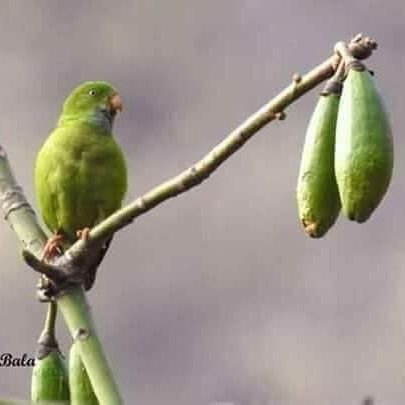 PRAKASH71020394's profile picture. 