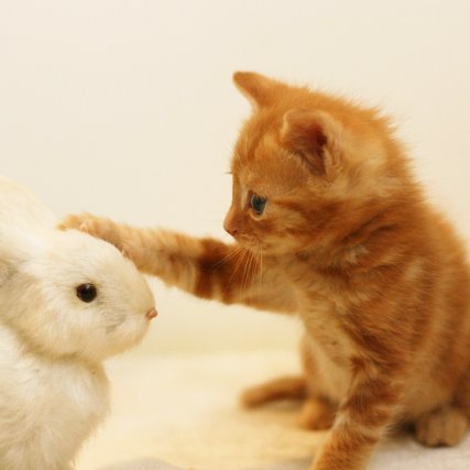 赤ちゃん・子ども・小動物の癒される話題の動画をあなたにお届け！RT・いいね・フォロー宜しくお願いします👶🐶🐱