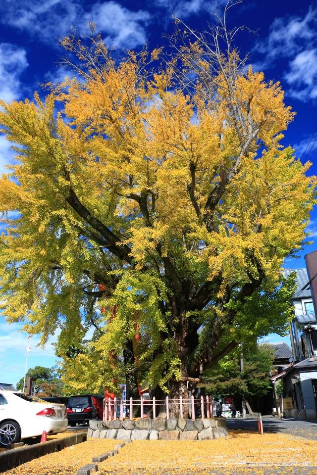 風景写真をツイートしています！ 風景写真好きの方とつながれたら嬉しいです♪普段はメガネ撮影はコンタクト♪