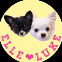 わる🐥🐶🐶🐾 (@waru_gaki) Twitter profile photo