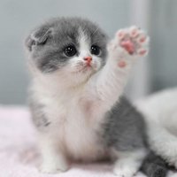 Cat Lovers Club (@catloversclub3) 's Twitter Profile
