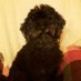 🐩💞Bartiddu💞🐱 (@bartiddu44) Twitter profile photo
