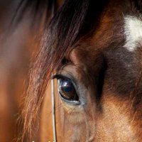 caballosdelmundo.com (@caballosdelmund) 's Twitter Profile