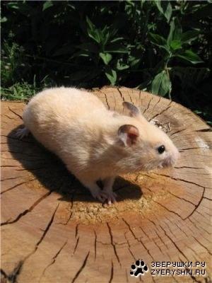 sedekus's profile picture. 