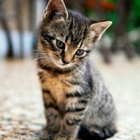 Kitten Today (@todaykitten) Twitter profile photo
