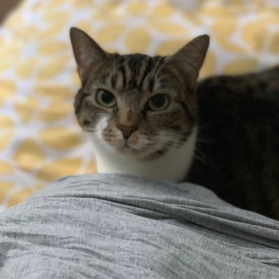 CatfeederSW12's profile picture. Text me on my LINE https://t.co/QYHqOynF1i