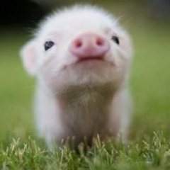 porquinhoDSTV's profile picture. 