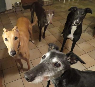 A registered charity whose aim is to find forever homes for retired racing greyhounds