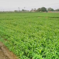 Bin Haidarah (@haidarah_bin) 's Twitter Profile