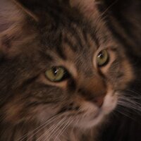 Sherri (@plumetailrat) 's Twitter Profile