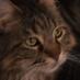 Sherri (@plumetailrat) Twitter profile photo