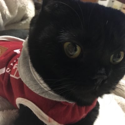 猫好きさんの標語・名言シリーズツイート中|保護猫出身|TikTokLIVE、21時〜毎日生配信|Amazonほしい物リストhttps://t.co/TzAPq86qcY