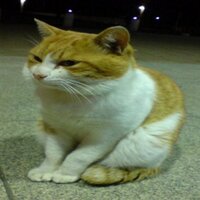 たるたる８７ (@tarutaru87) 's Twitter Profile Photo