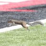 TouchdownSquir1's profile picture. Breakaway speed. Threat to score from 40 yards or more. Cardinal fan. Lover of acorns. ‘We watching, or nah’