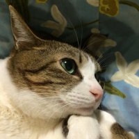 そよ (@unicanfactory_) 's Twitter Profile Photo