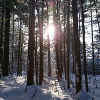 鯖チャン (@savachan1001) 's Twitter Profile Photo