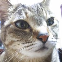 自称たこやきにゃん² (@takoyakinyan) Twitter profile photo