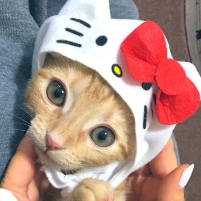 1sbMu34's profile picture. 向日葵 武蔵（〜2018.11.25 ）＃猫好きさんと繋がりたい