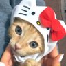 1sbMu34's profile picture. 向日葵 武蔵（〜2018.11.25 ）＃猫好きさんと繋がりたい